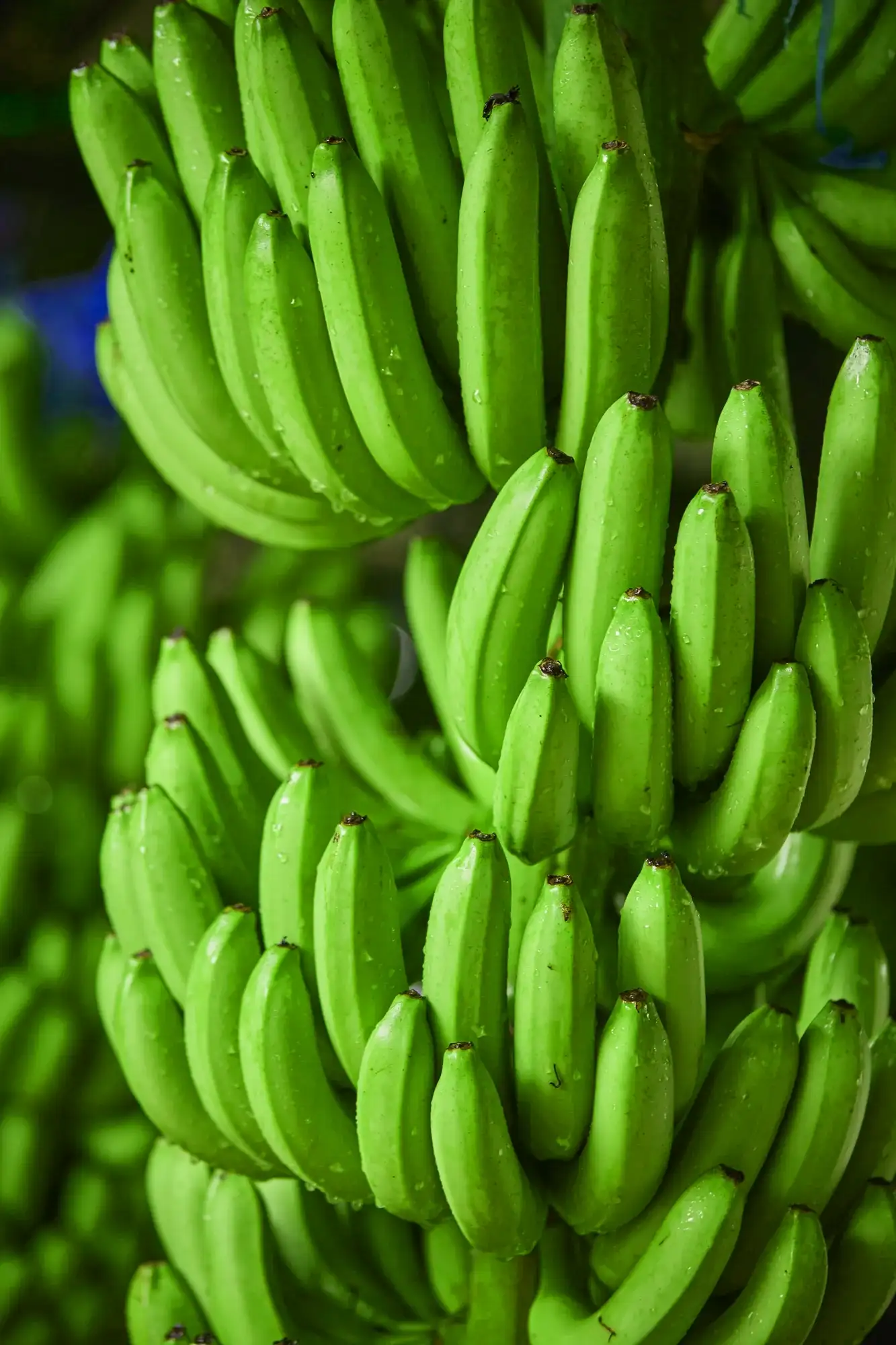 Racimos de banano verde en primer plano, con gotas de agua y fondo oscuro.
