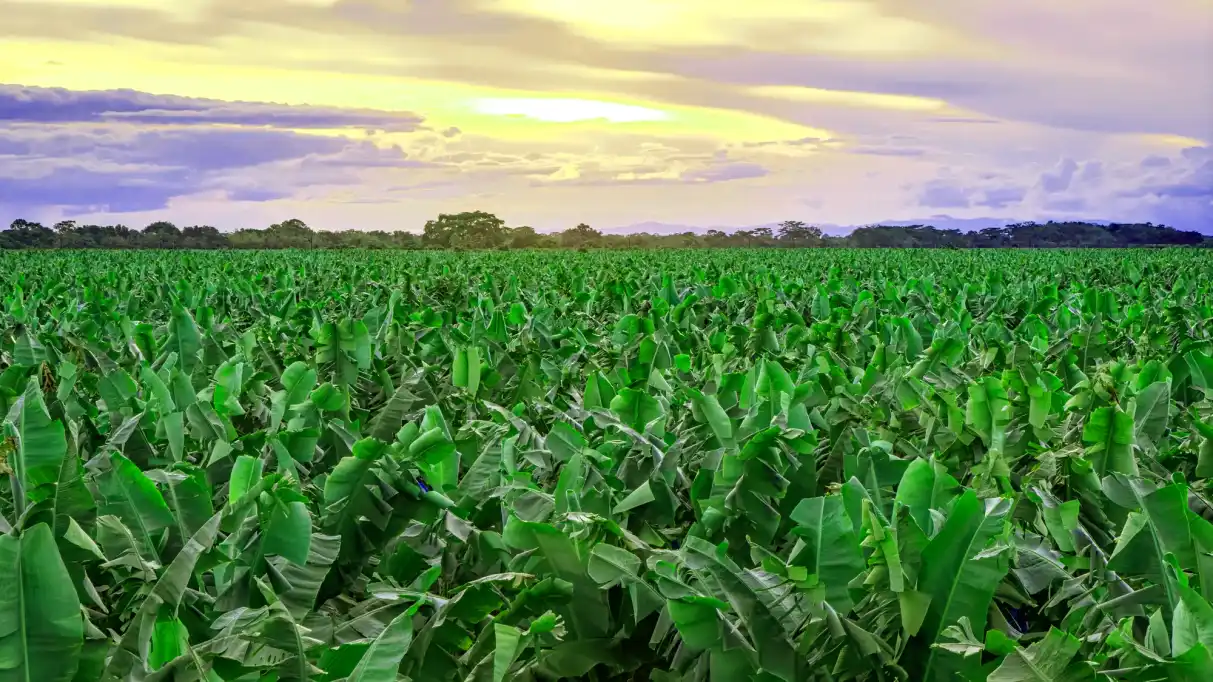 Plantación de banano al atardecer.