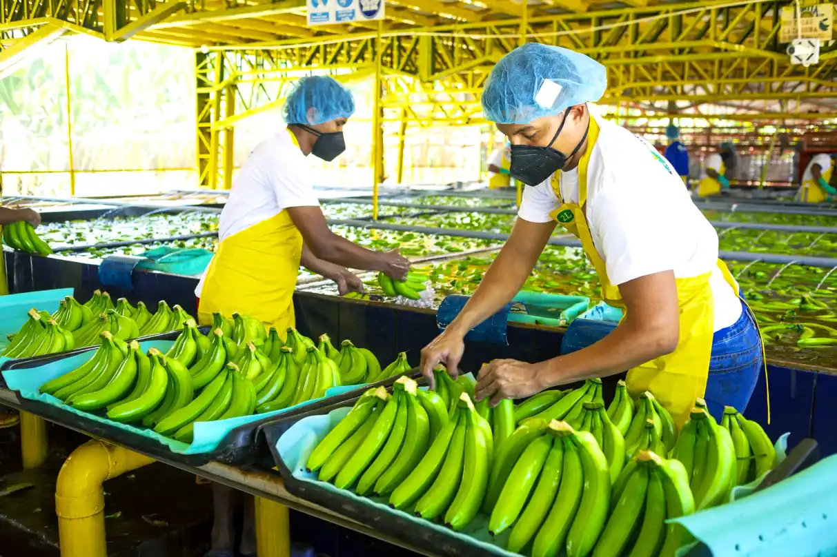 Racimo de banano en la planta, entre hojas verdes.