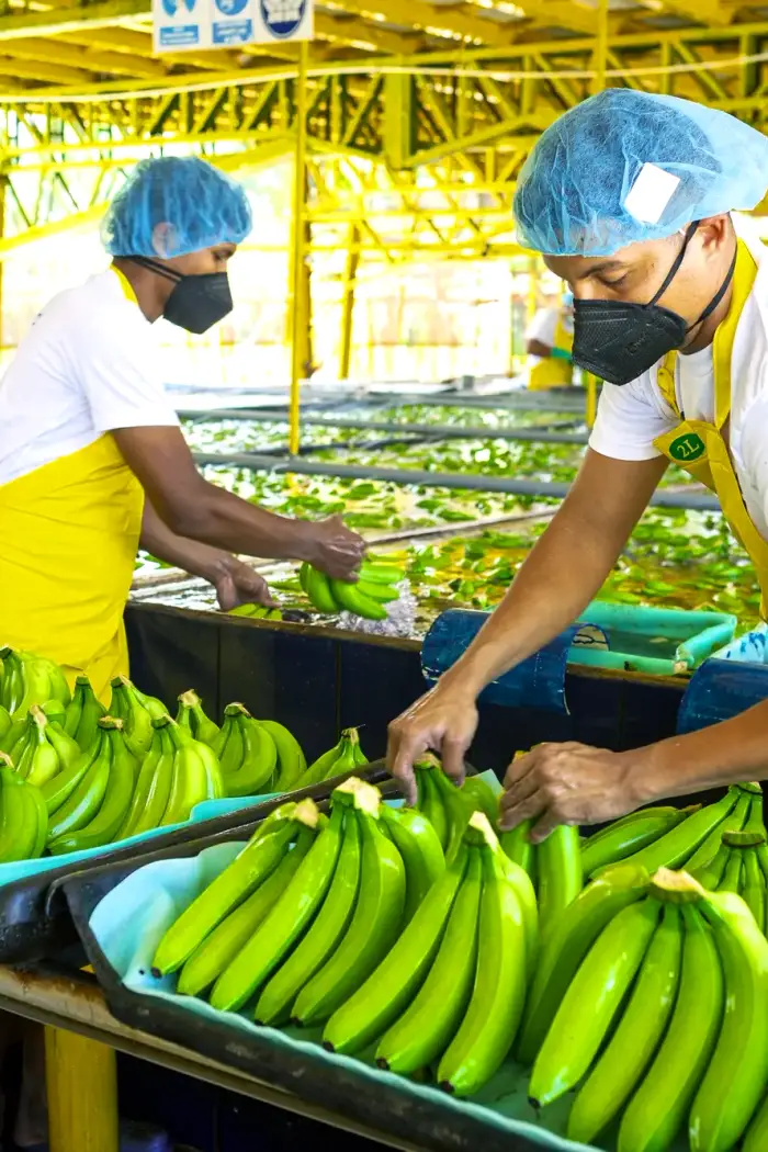 Operarios trabajando en la planta empacadora.