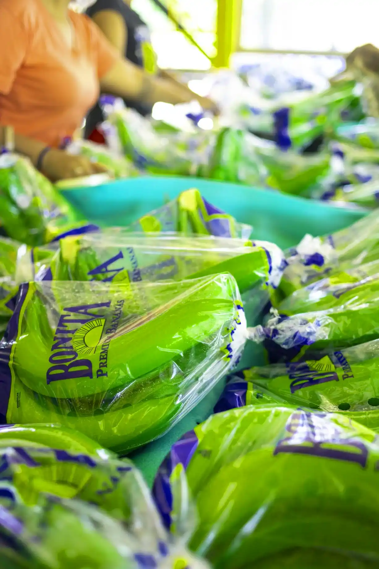 Fruta verde empacada en bolsas Bonita sobre la mesa de una planta empacadora.