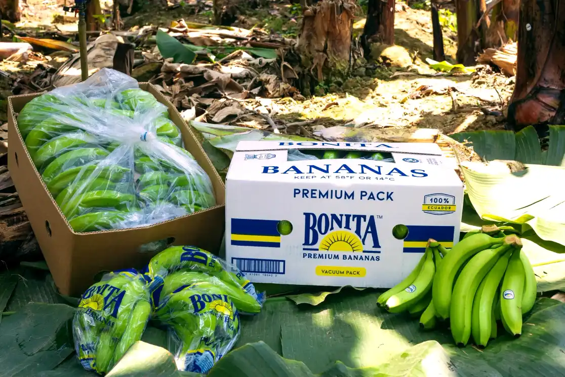 Cajas de banano Bonita apiladas junto a fundas de empaque, listas para exportar.