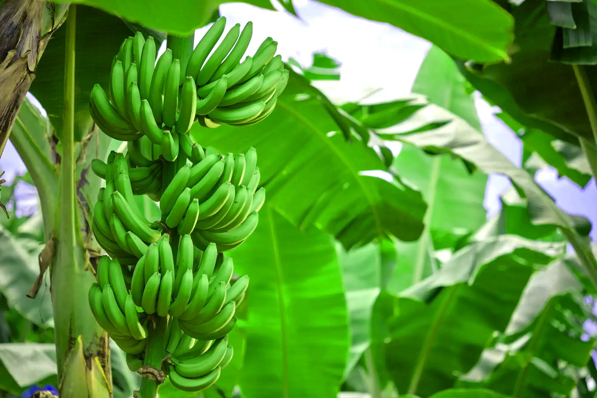 Racimo de banano verde en la planta, entre hojas y cielo despejado.
