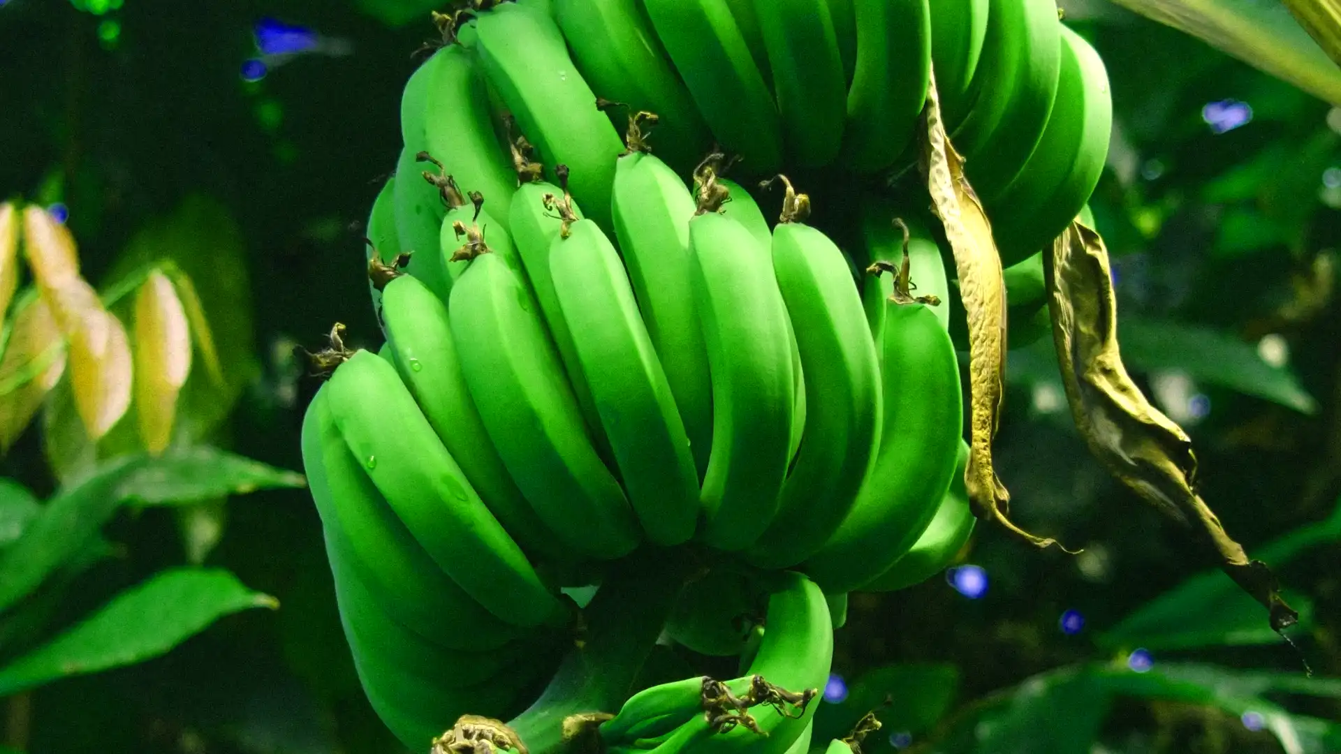 Racimo de banano verde en primer plano, con fondo oscuro cinematográfico.