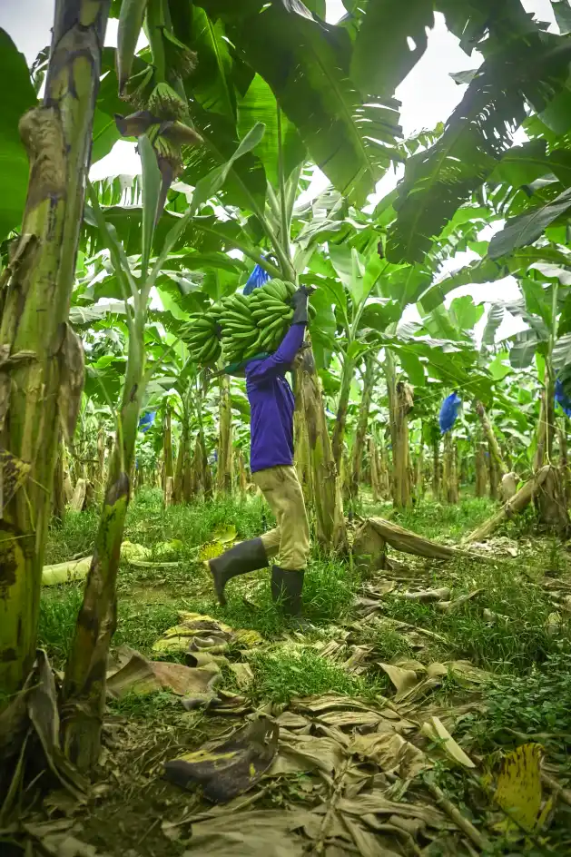 Trabajador cargando un racimo de banano entre las plataneras de la finca.