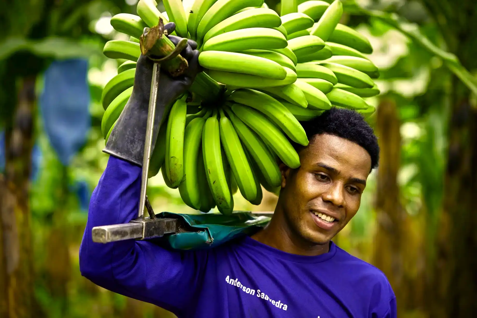 Trabajador sonriente con camiseta violeta carga al hombro un racimo de banano verde en la plantación.