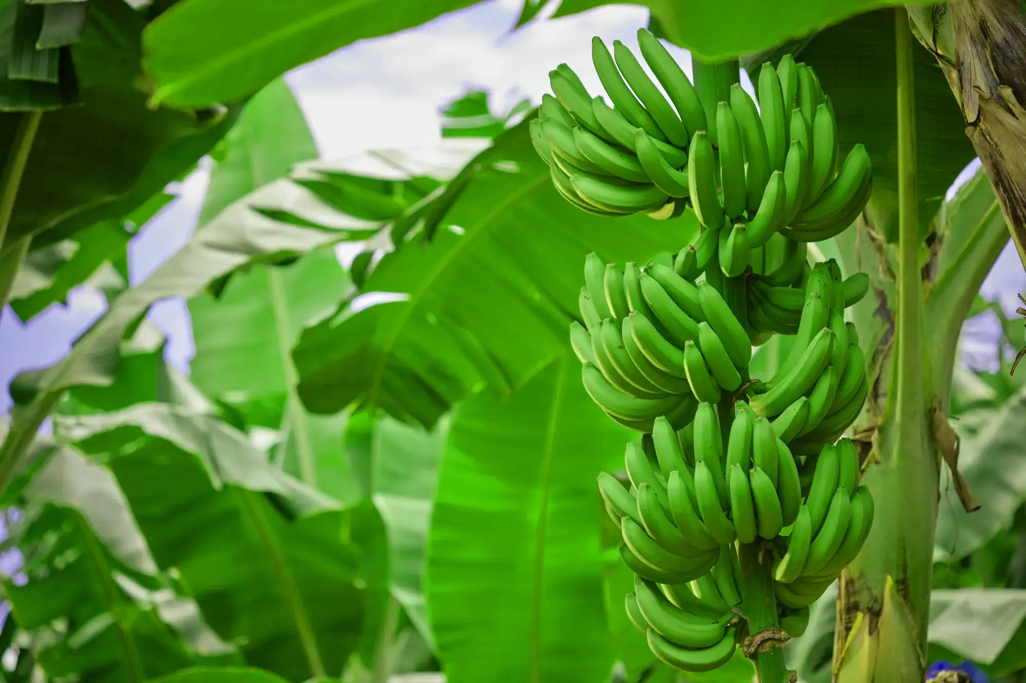 Racimos de banano verde colgando de la planta, entre grandes hojas verdes y cielo parcialmente nublado.