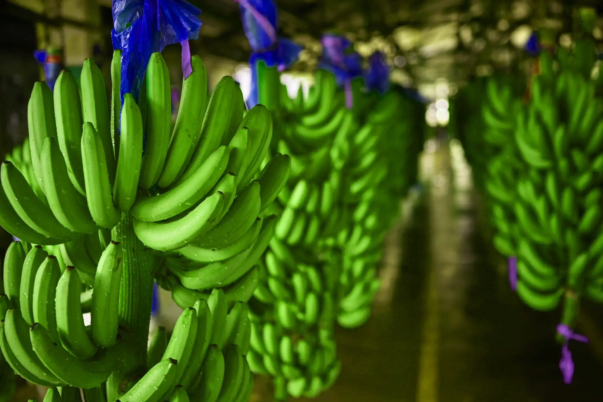 Racimos de banano verde con bolsas azules en los tallos, colgados en hilera dentro de una nave cubierta.