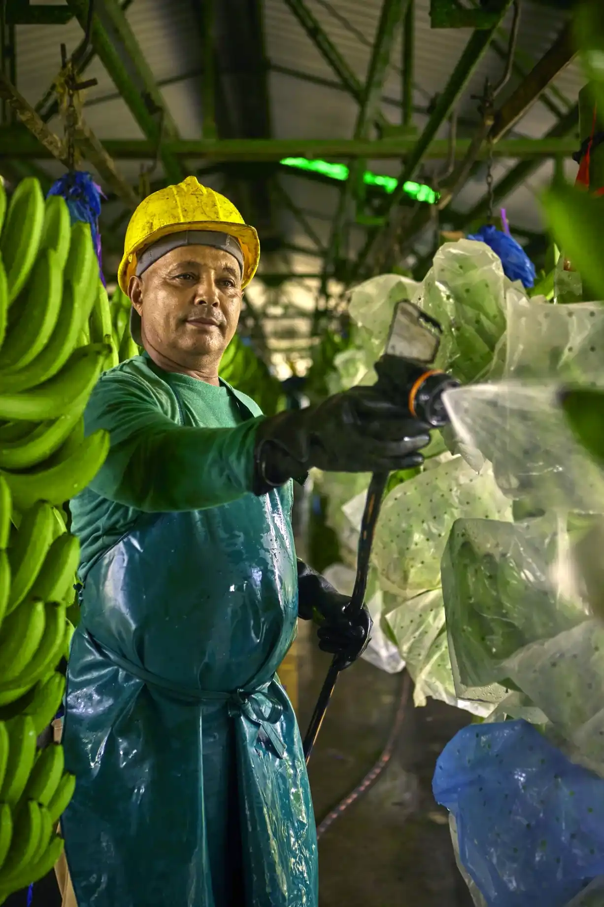 Operario lavando fruta de banano en la planta.