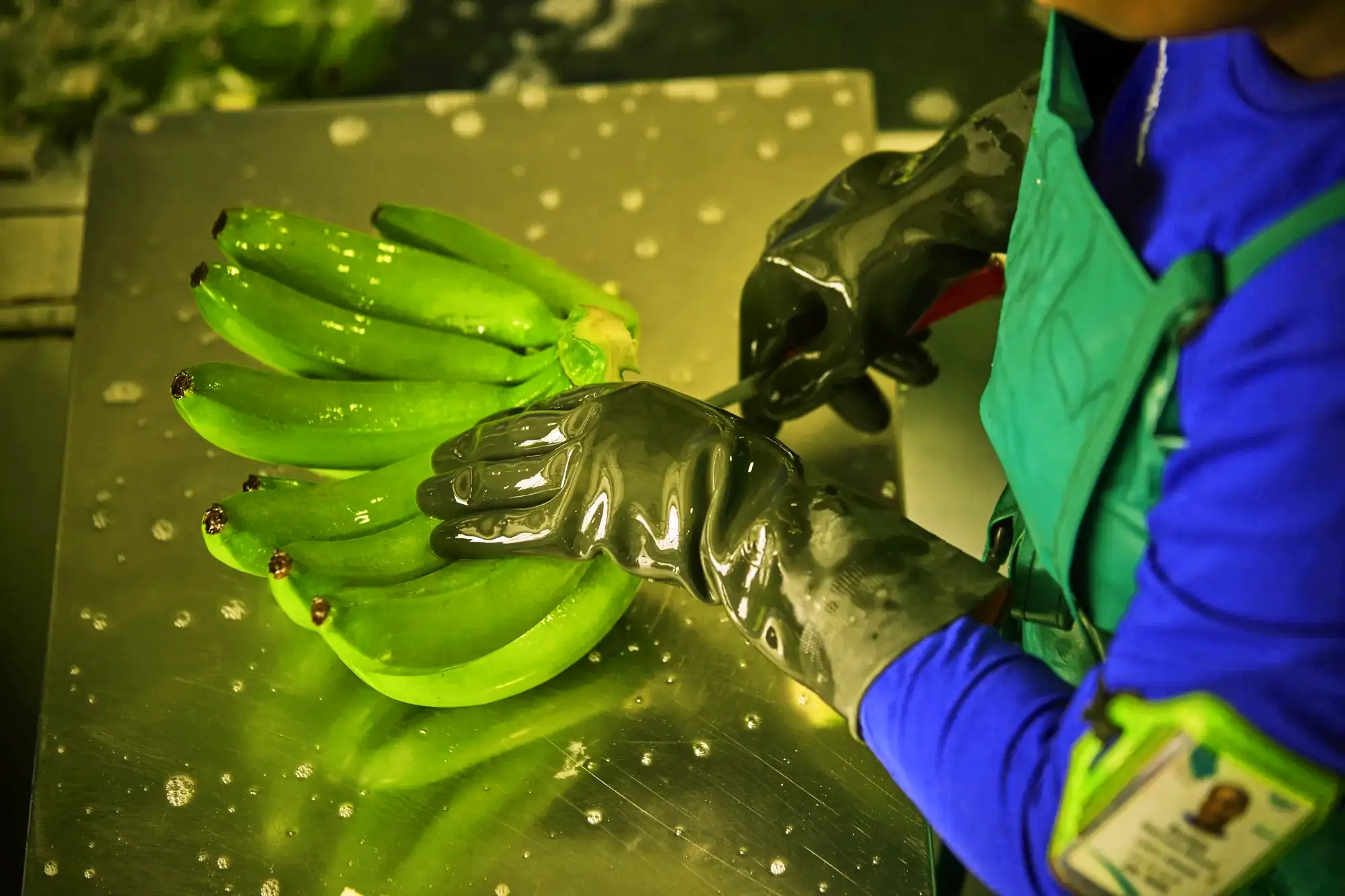 Manos con guantes de hule separan un racimo de banano verde sobre una mesa de acero mojada.