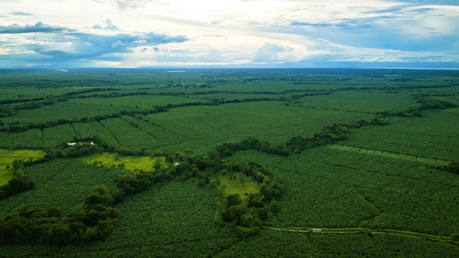 Vista aérea de extensas plantaciones de banano bajo un cielo con nubes.