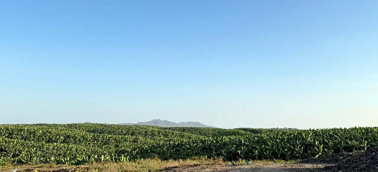 Plantación de banano bajo un cielo despejado, con una montaña al fondo.