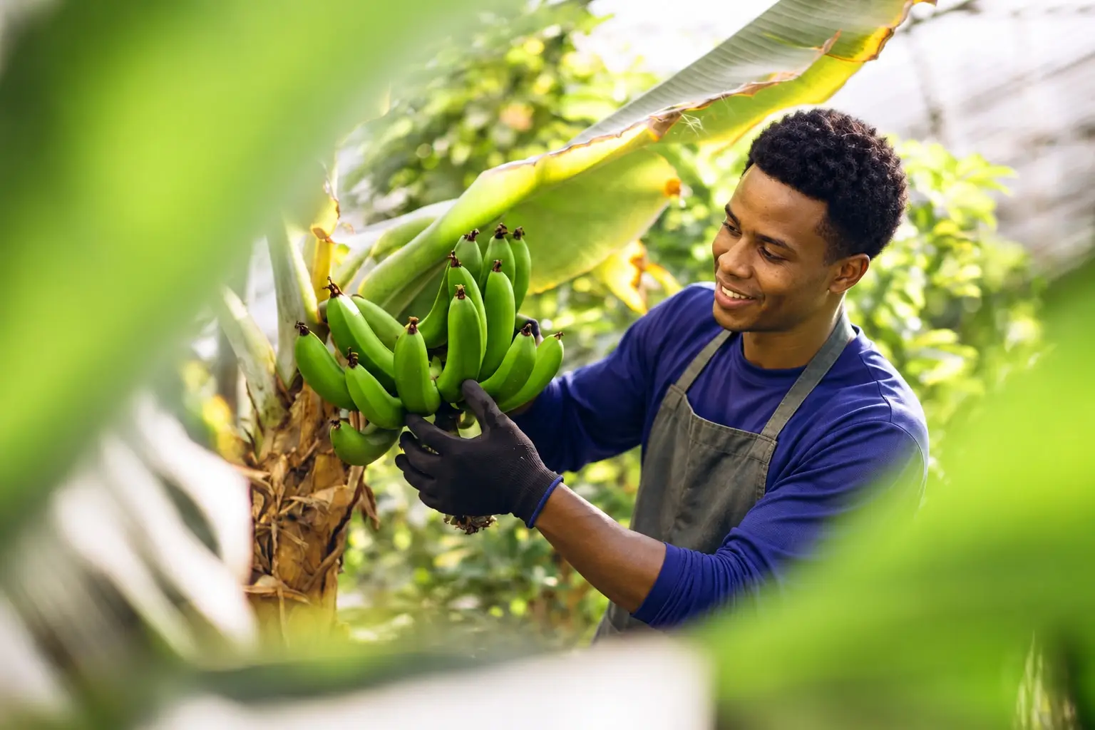 Agricultor sonriente inspeccionando un racimo de bananos verdes en la plantación.